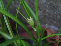 Carex phalaroides