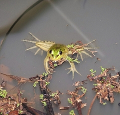 Pseudis bolbodactyla