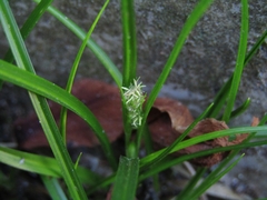 Carex phalaroides