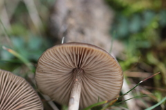 Entoloma hebes
