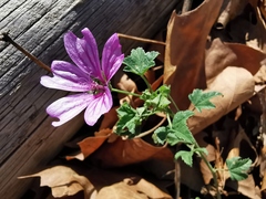Malva sylvestris sylvestris