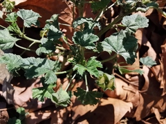 Malva sylvestris sylvestris