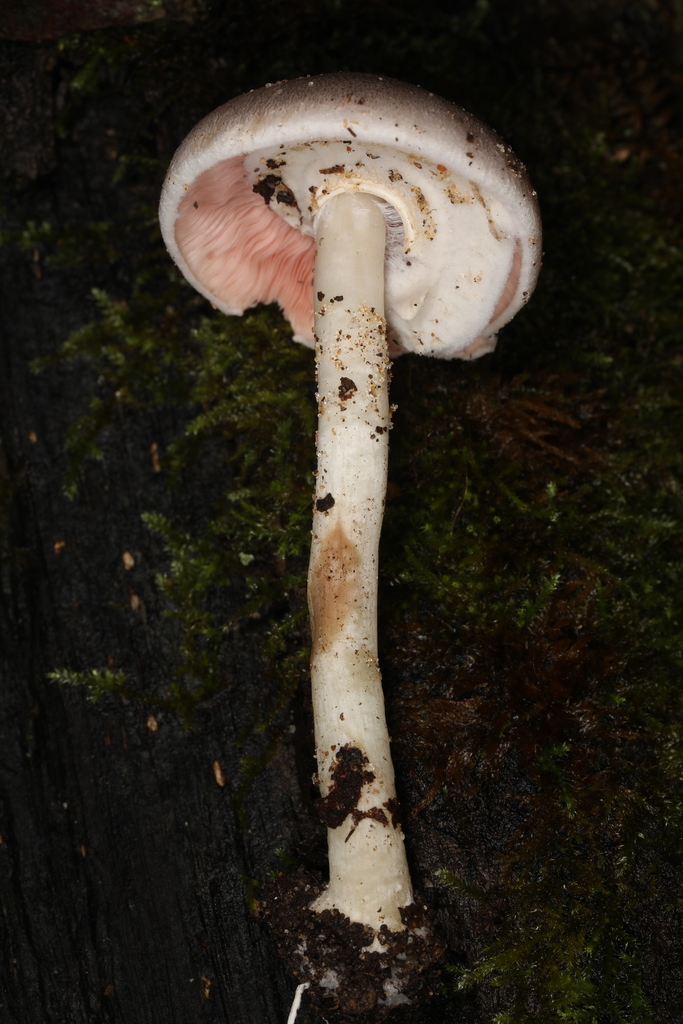 agaricus-leptocaulis-from-harmonie-state-park-new-harmony-indiana
