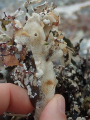 Homaxinella amphispicula