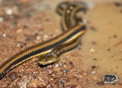 Helicops infrataeniatus