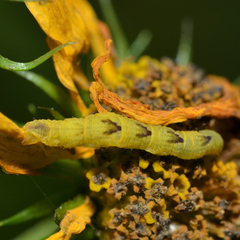 Eupithecia miserulata