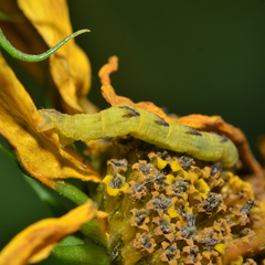 Eupithecia miserulata
