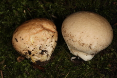 Calvatia rugosa
