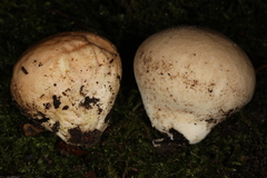 Calvatia rugosa