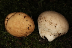Calvatia rugosa
