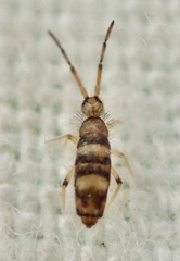 Willowsia platani