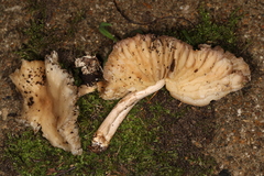 Marasmius nigrodiscus