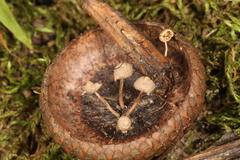 Marasmiellus rhizomorphigenus