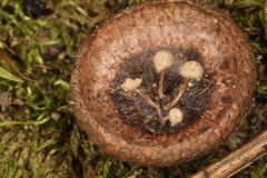 Marasmiellus rhizomorphigenus