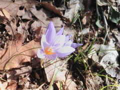 Crocus pulchellus