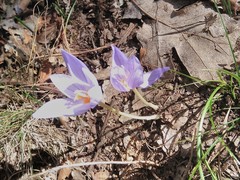 Crocus pulchellus