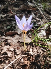 Crocus pulchellus