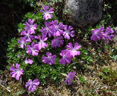 Primula minima