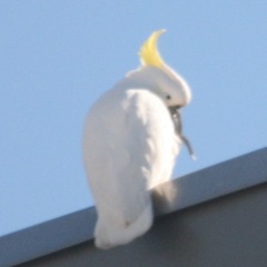 Cacatua galerita