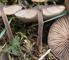 Entoloma hebes