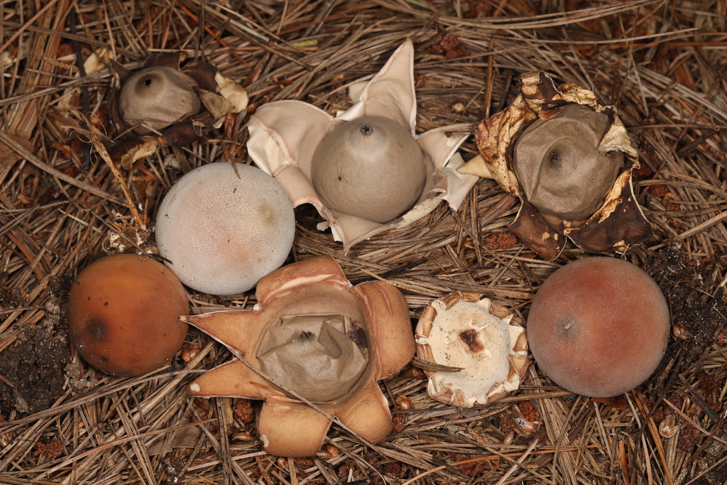 Geastrum sp. 'MO01'