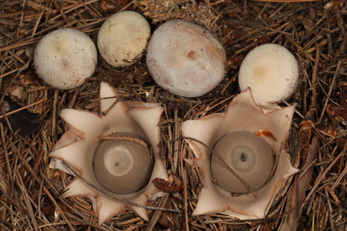 Geastrum