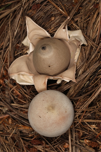 Geastrum (Photo 2 of 2)
