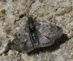 Metaxmeste phrygialis