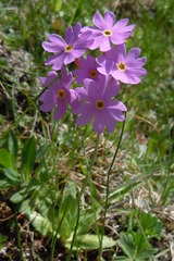 Primula halleri