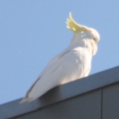 Cacatua galerita