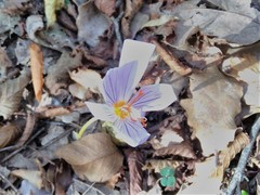 Crocus pulchellus