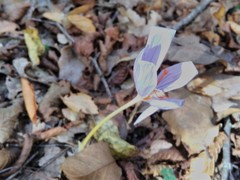 Crocus pulchellus