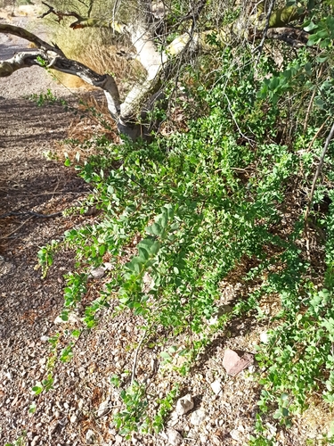 Baja California Stegnosperma