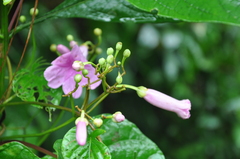 Ipomoea philomega