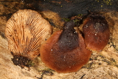 Lentinellus castoreus