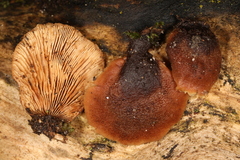 Lentinellus castoreus