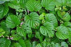 Ipomoea philomega
