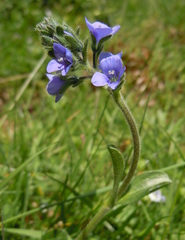 Veronica bellidioides