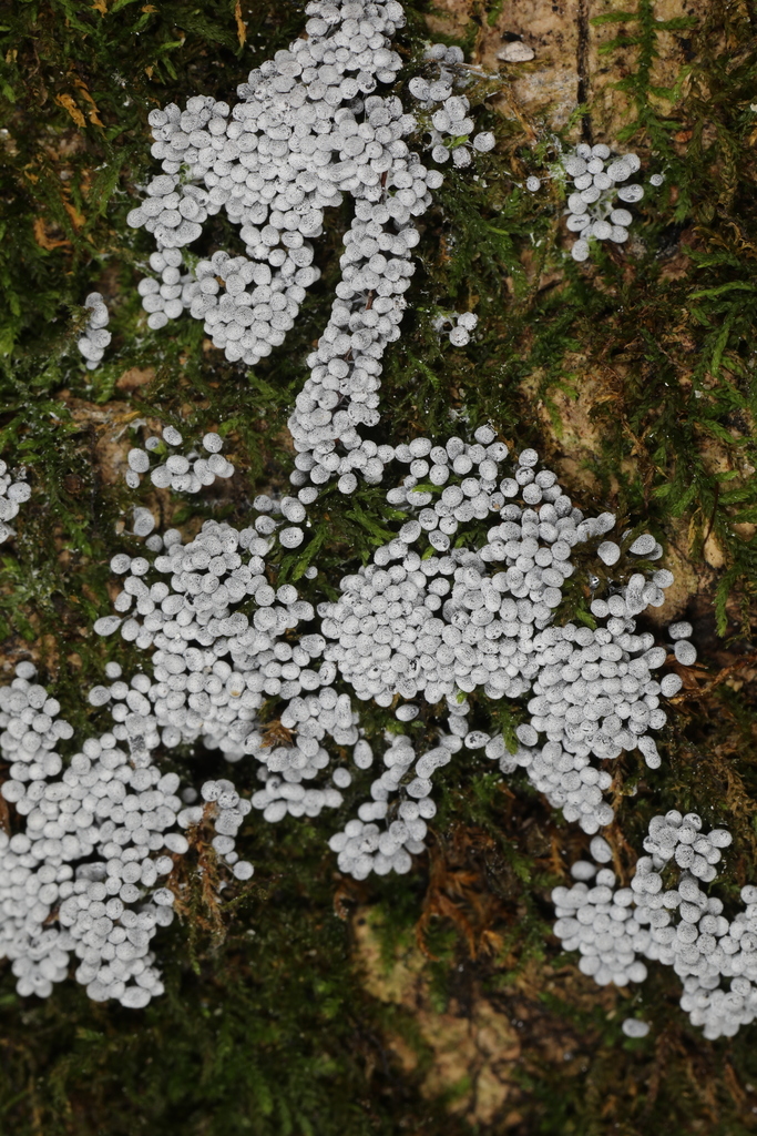 Diderma from Harmonie State Park, New Harmony, Indiana, USA on August ...