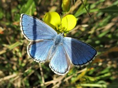 Polyommatus bellargus