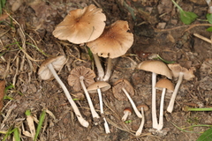 Psathyrella subsingeri