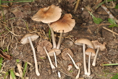 Psathyrella subsingeri