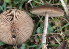 Entoloma hebes