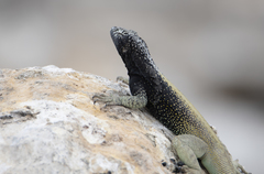 Microlophus quadrivittatus