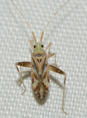 Phytocoris flammula