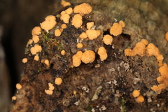 Trichoderma atroviride
