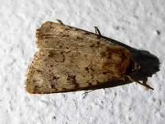 Amphipyra effusa
