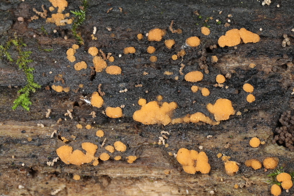 Sac Fungi and Lichens from Harmonie State Park, New Harmony, Indiana ...