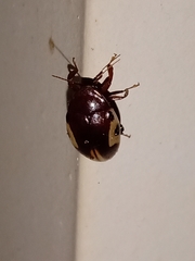 Chelonarium ornatum