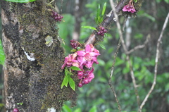 Eschweilera jacquelyniae